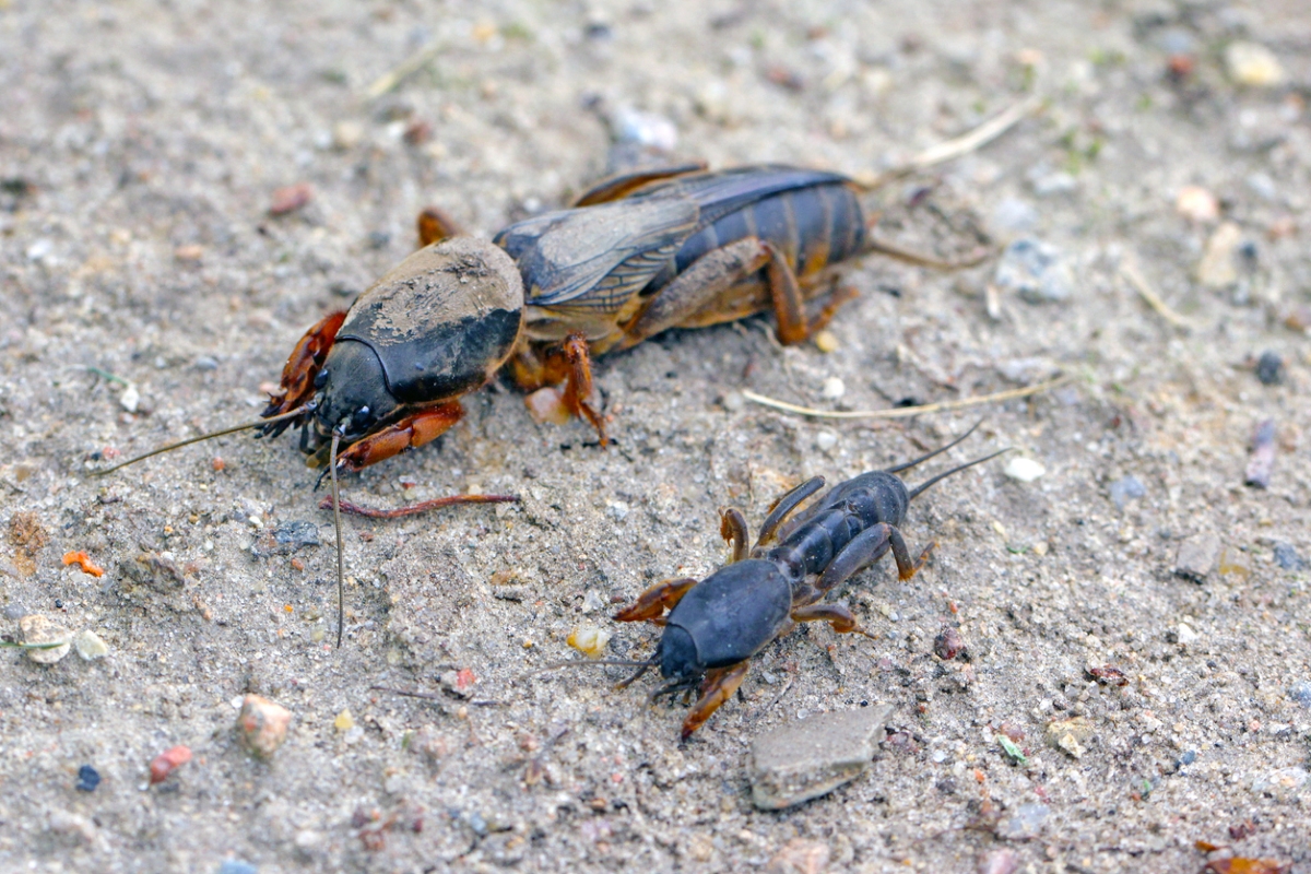 how to get rid of mole crickets - adult and young bug