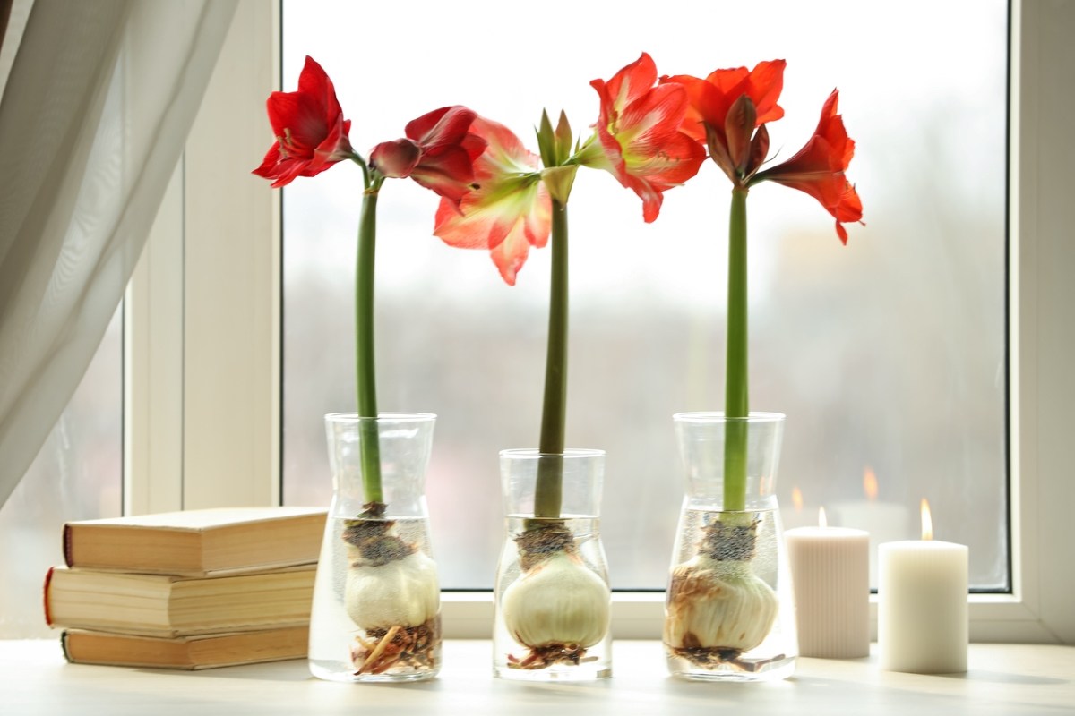 11 Christmas Plants That Will Enliven Your Holiday Decor - Bob Vila