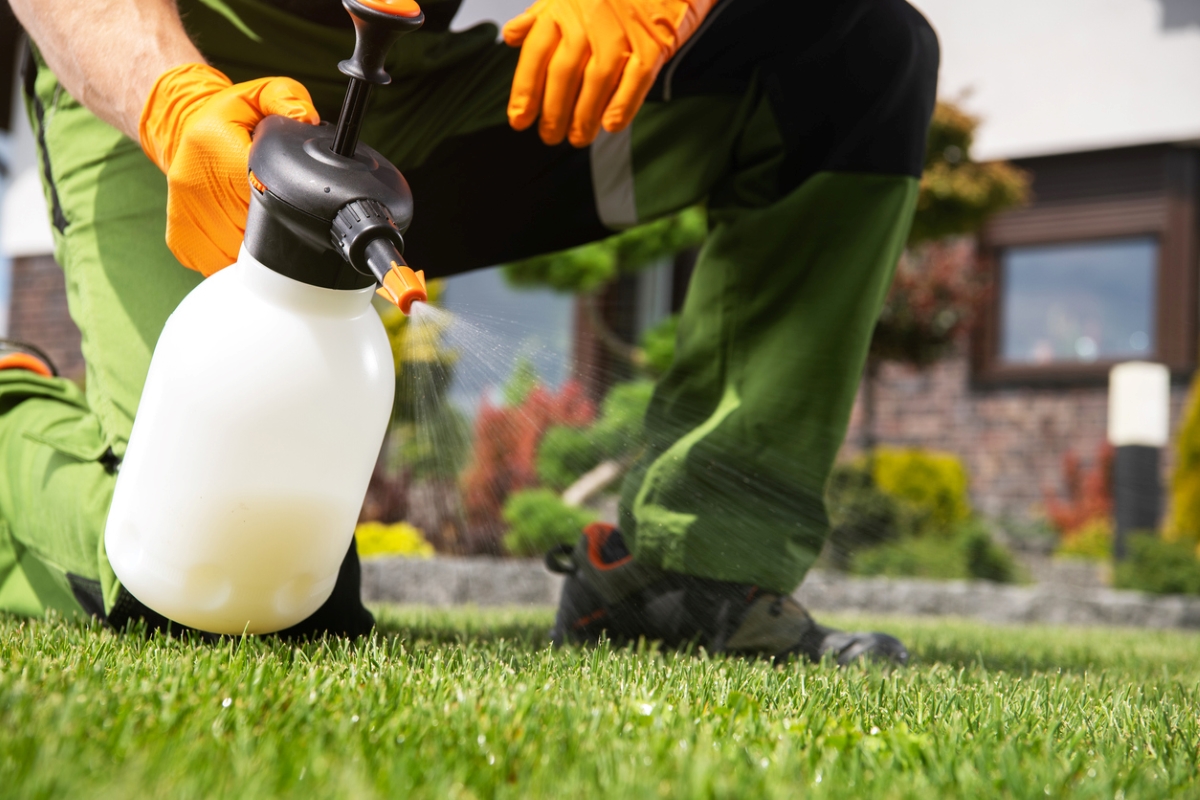 how to get rid of mole crickets - man spraying lawn