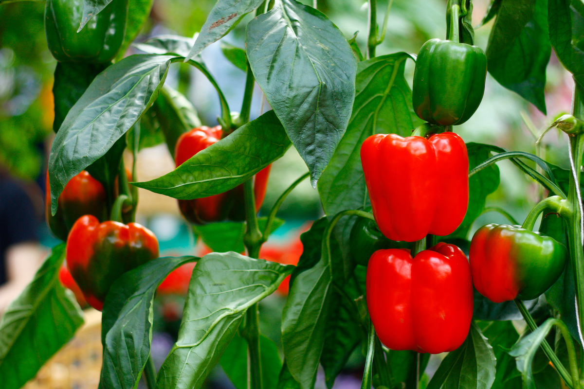 types of peppers - bell peppers on plant