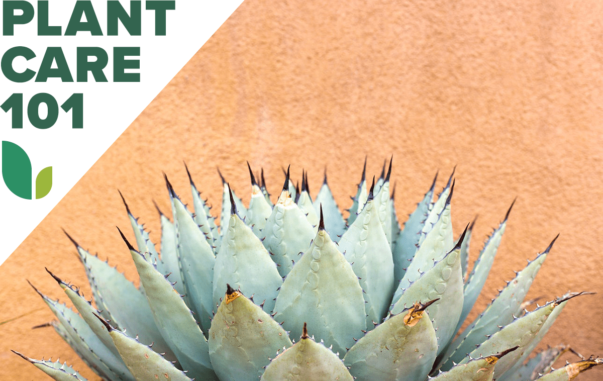 agave plant care 101 - how to grow agave