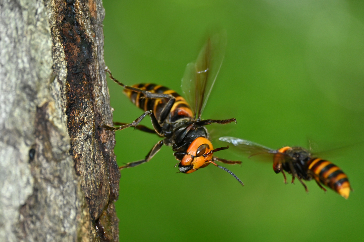 iStock-1325514522 worst pests giant hornets.jpg