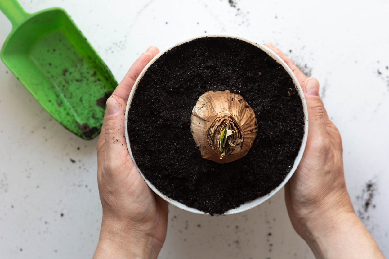 Woman holding pot with amaryllis bulb.