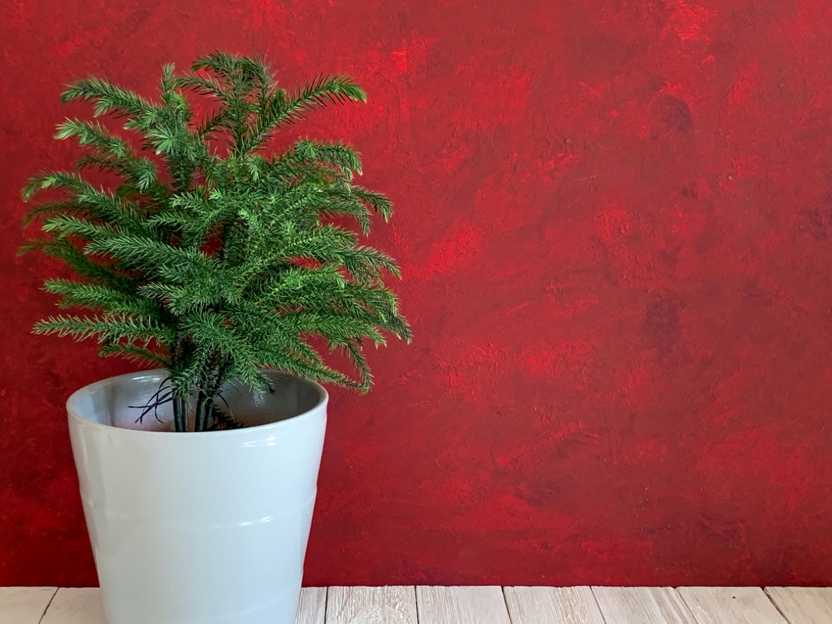 Christmas plants - norfolk island pine plant