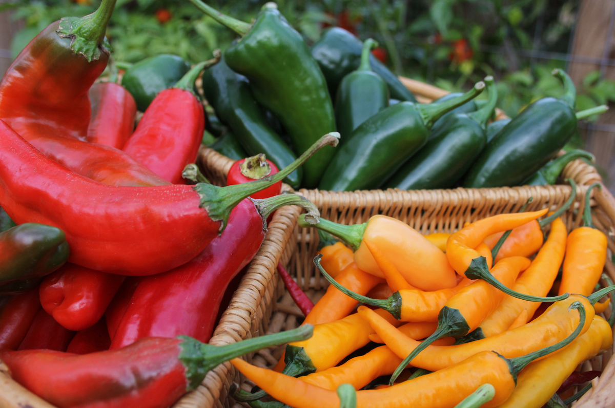 types of peppers for novice gardeners