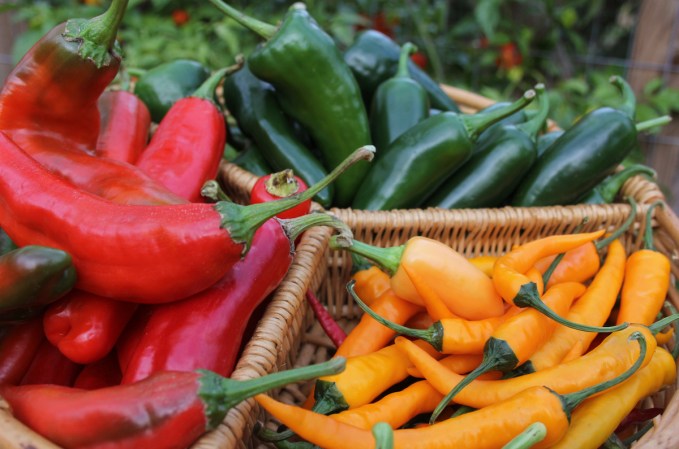 The 25 Best Types of Peppers for Novice Gardeners to Grow