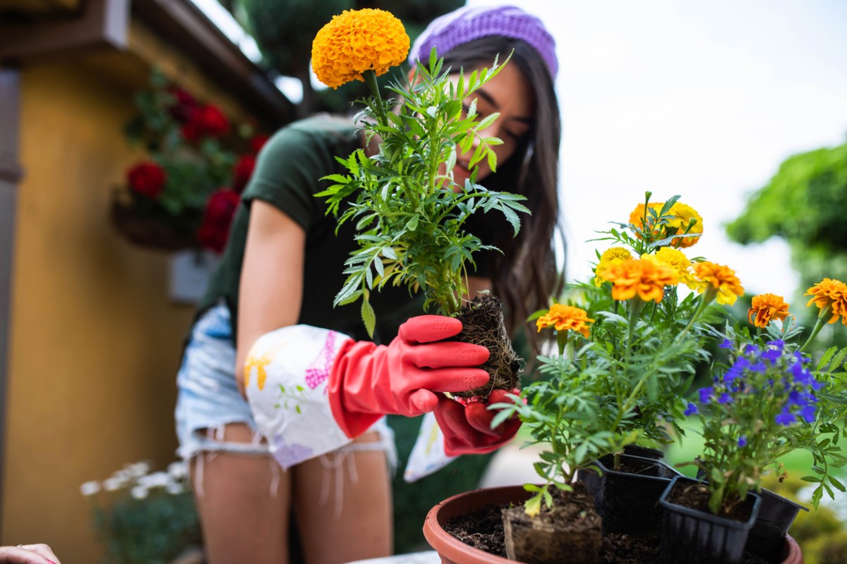 iStock-1408292846 annual flowers woman planting annuals in a pot.jpg