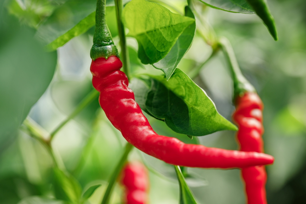 types of peppers - cayenne pepper plant