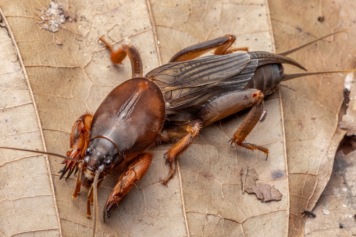 how to get rid of mole crickets - mole cricket on leaf