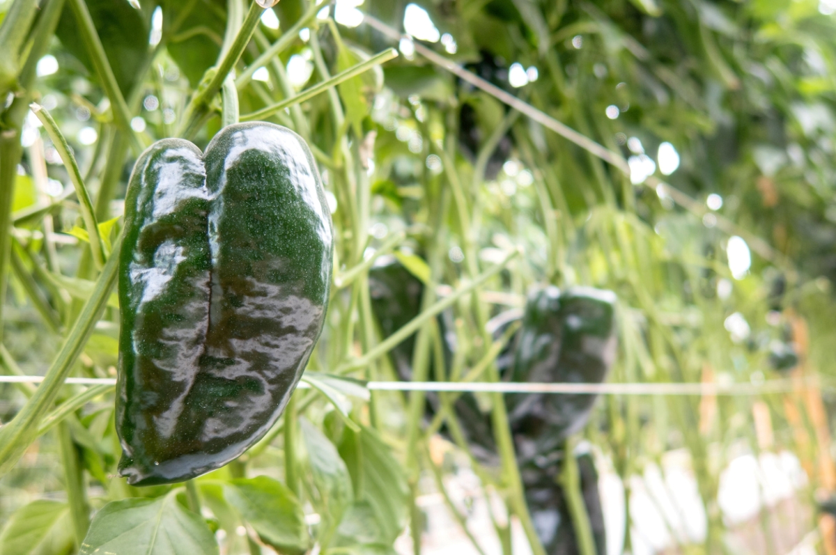 types of peppers - poblano pepper on vine