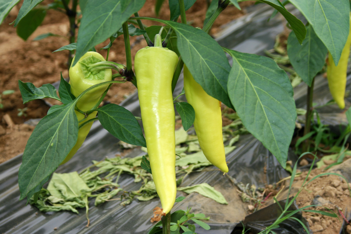 types of peppers-sweet banana pepper