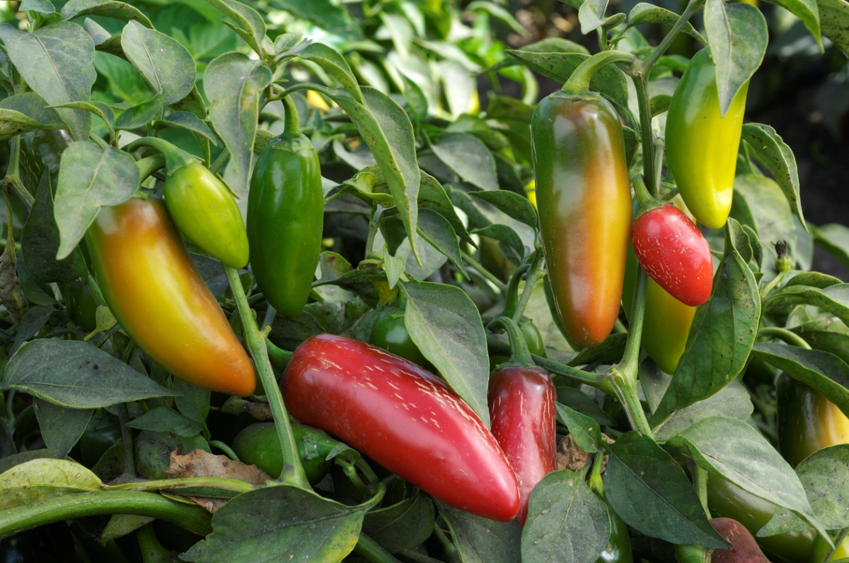 types of peppers - jalapeno peppers on vine