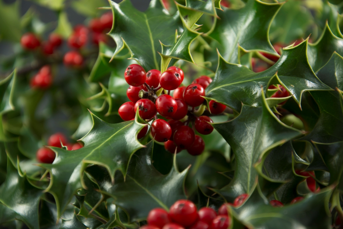 Christmas plants- holly bush close-up