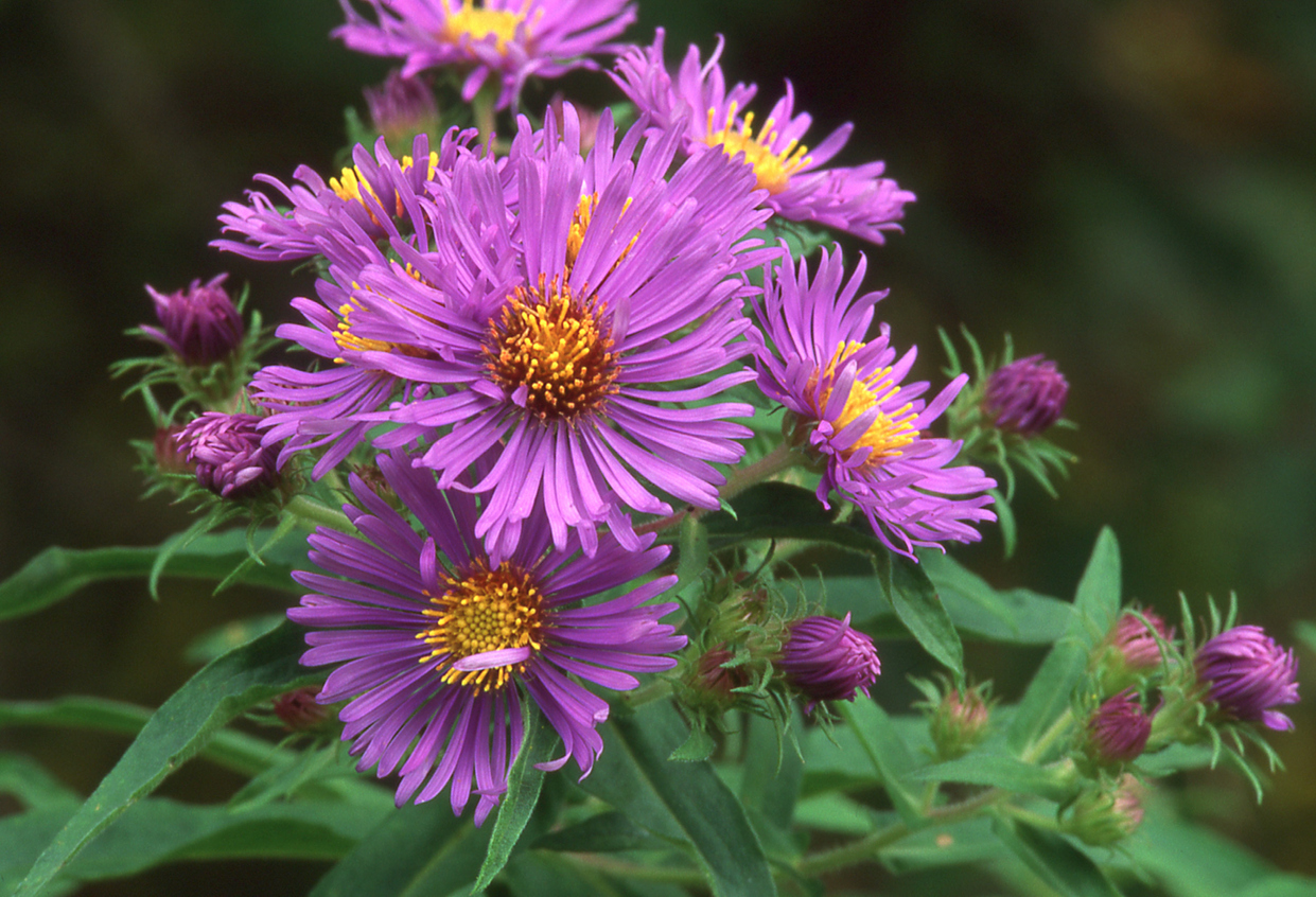 types off wildflowers new england aster