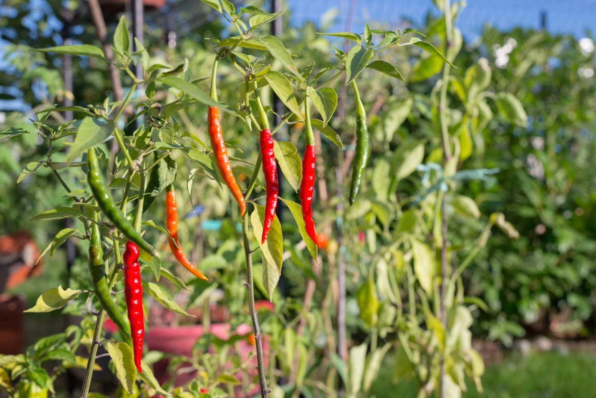 types of peppers - thai pepper plant