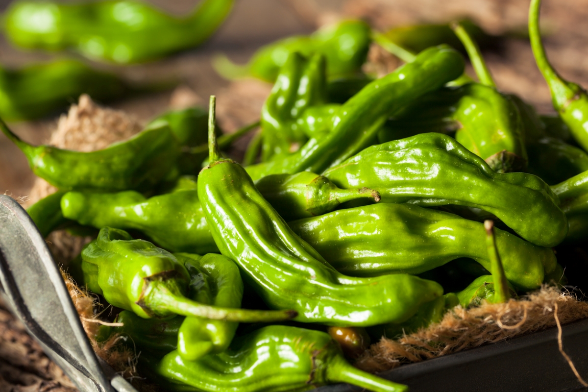 types of peppers - green shishito peppers