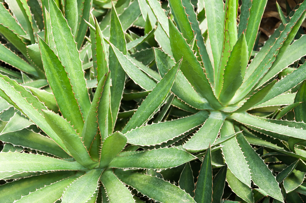 agave plant care agave plants with sharp spiked leaves