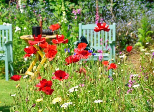 17 Types of Wildflowers Every Home Gardener Should Know