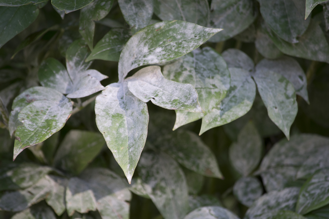 iStock-610045526 powdery mildew on plants close up of leaf with powdery mildew