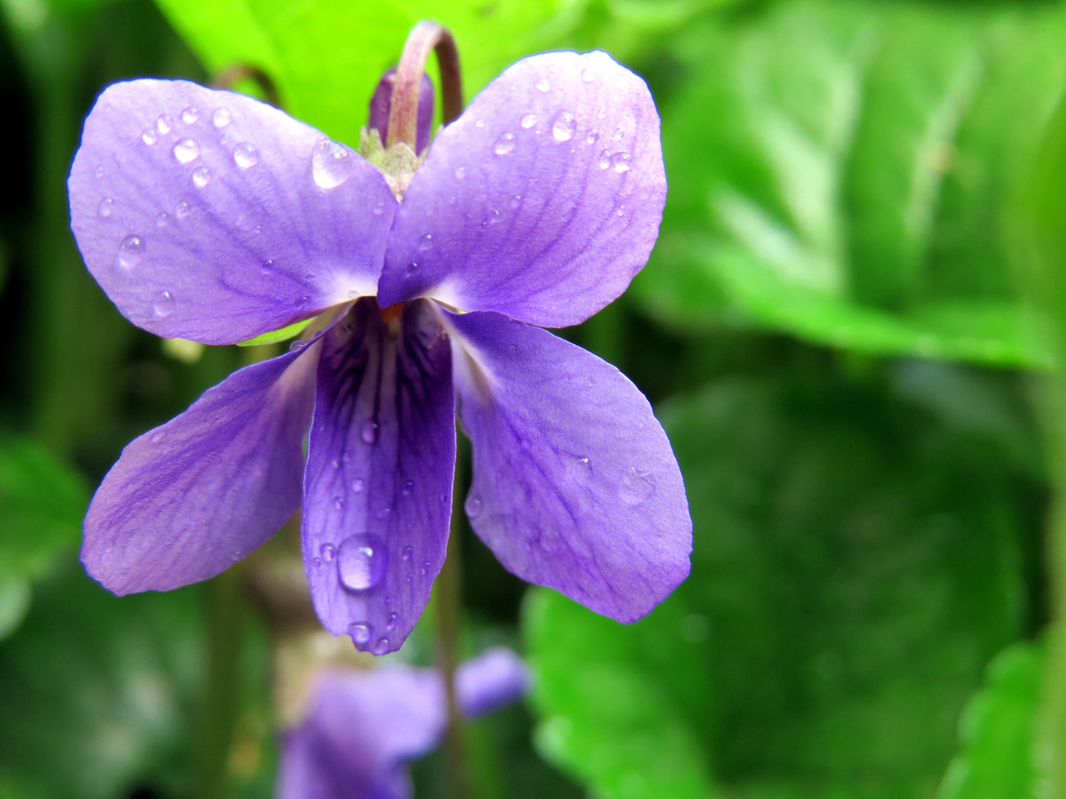 types of wildflowers dooryard violet