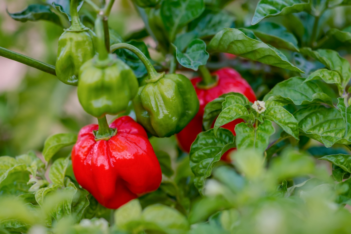 types of peppers - scotch bonnet plant
