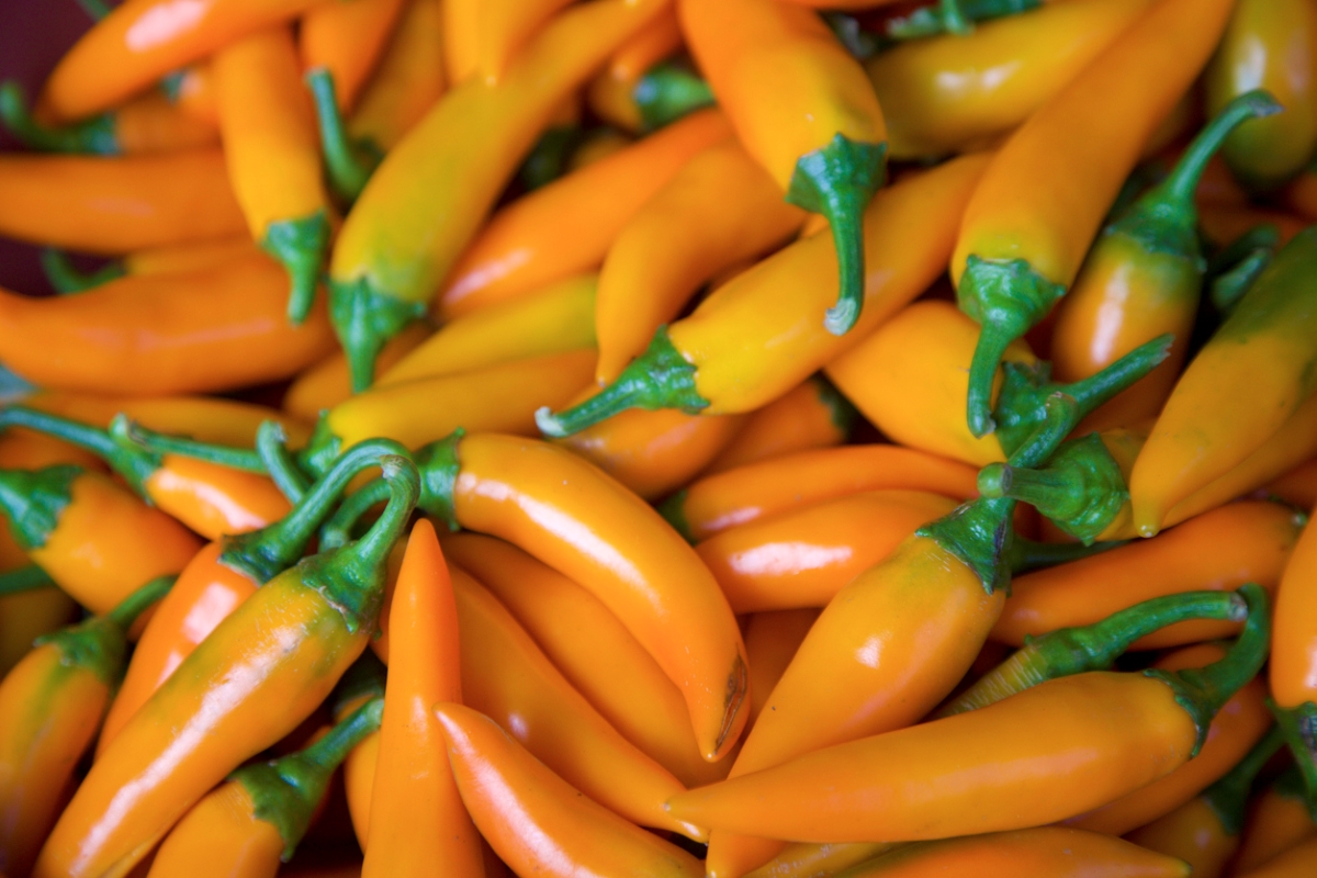 types of peppers - bulgarian carrot peppers