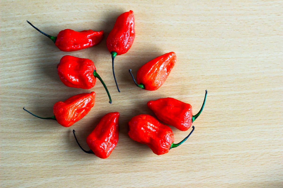 types of peppers - red bhoot jolokia ghost peppers