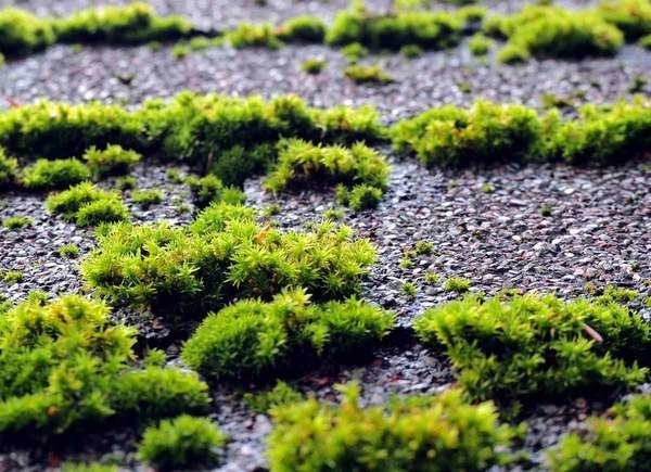 Plants To Use As Lawn And Garden Borders: Irish Moss