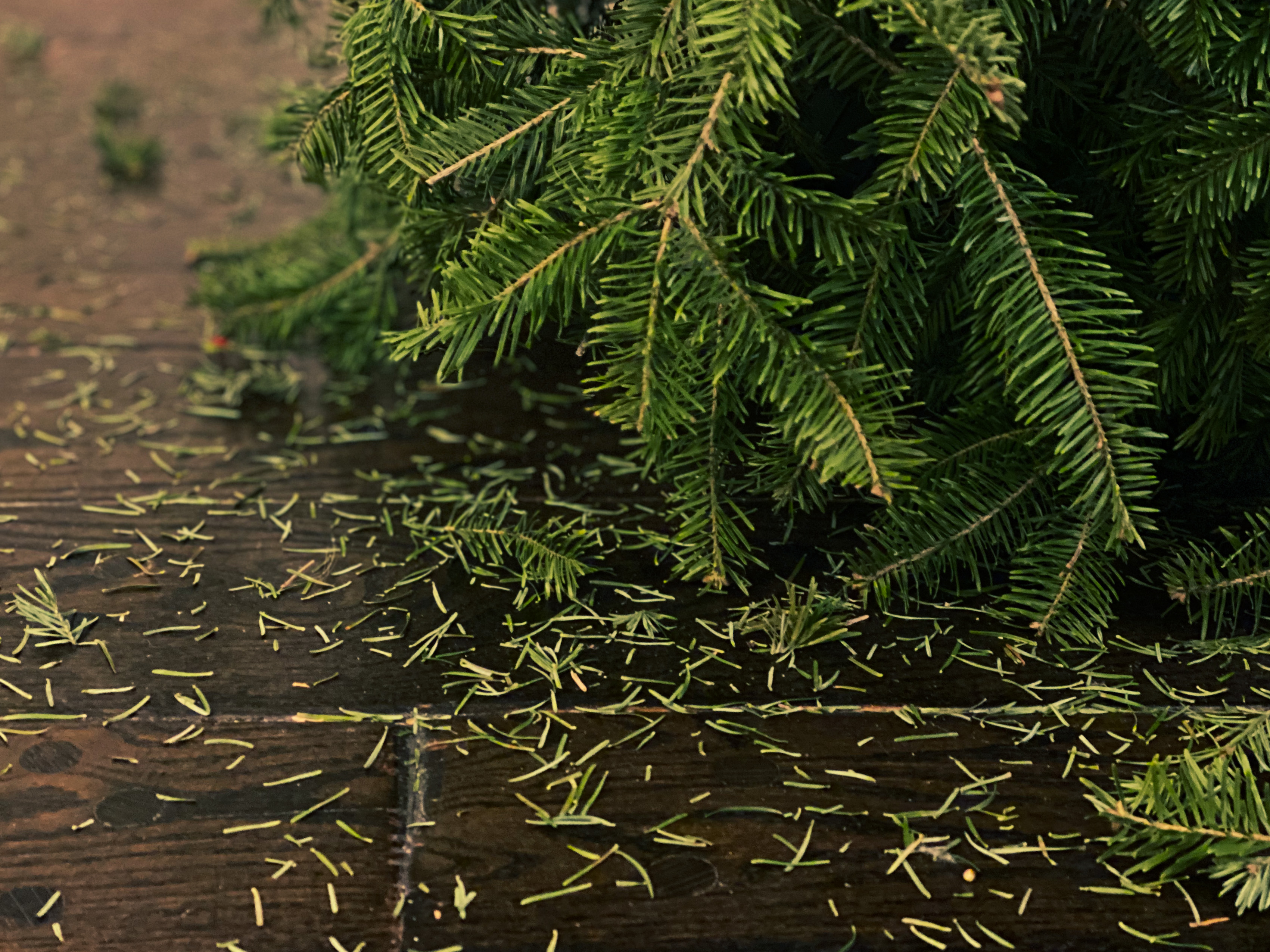 Fallen pine needles & branches surrounding family’s Christmas tree at the end of holiday season