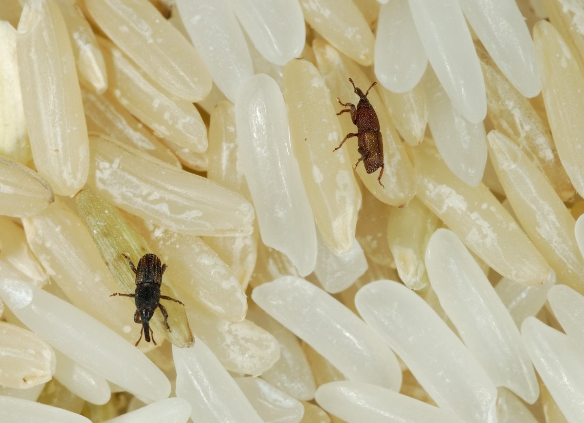Get Rid of Rice Weevils