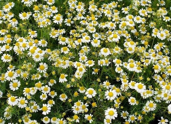 Plants To Use As Lawn And Garden Borders: Roman Chamomile