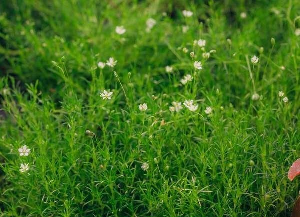 Plants To Use As Lawn And Garden Borders: Scotch Moss