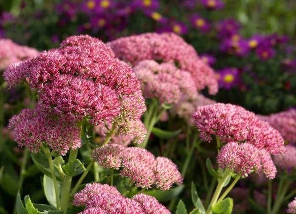 Plants To Use As Lawn And Garden Borders: Stonecrop