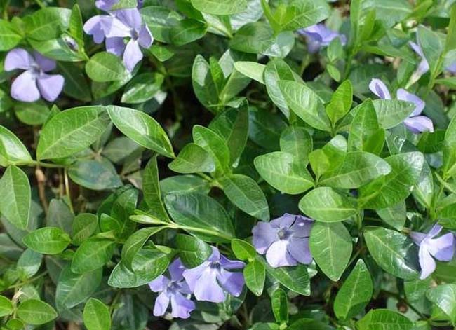 vinca minor