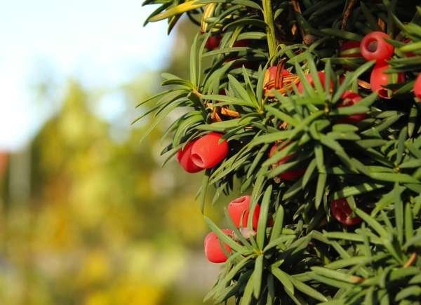 Best Trees for Privacy: Hicks Yew