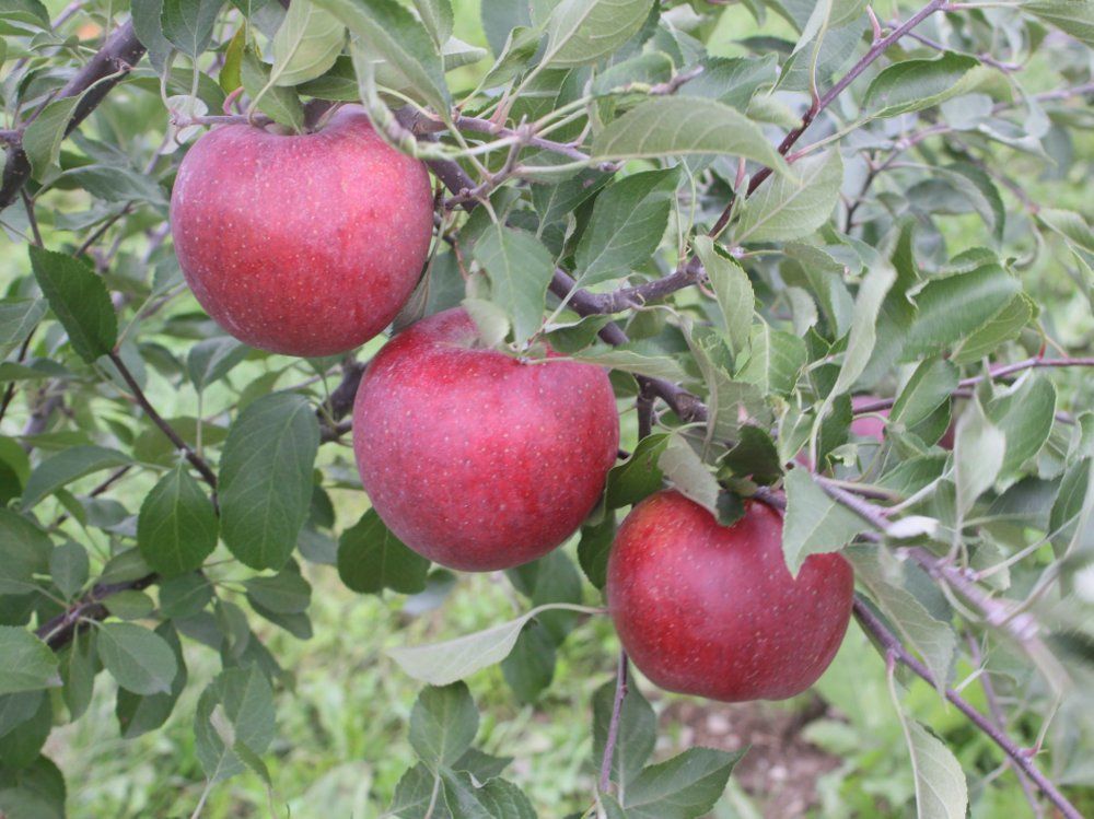 Cummins Nursery Disease Resistant Apples Winecrisp Apple
