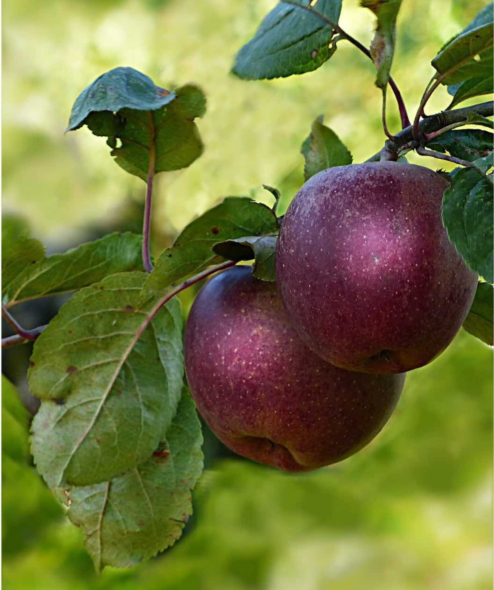 Etsy Disease Resistant Apples Arkansas Black Apples.jpg