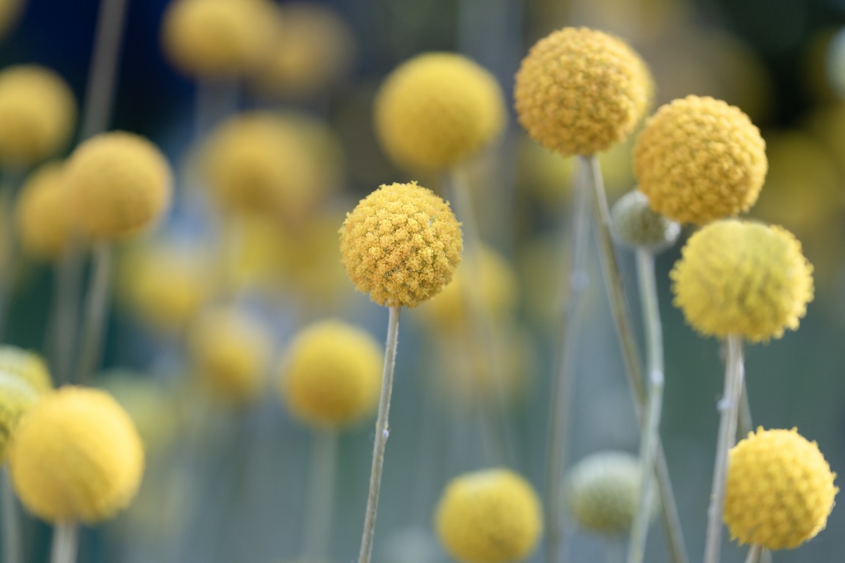 Bright yellow round brass button plants.