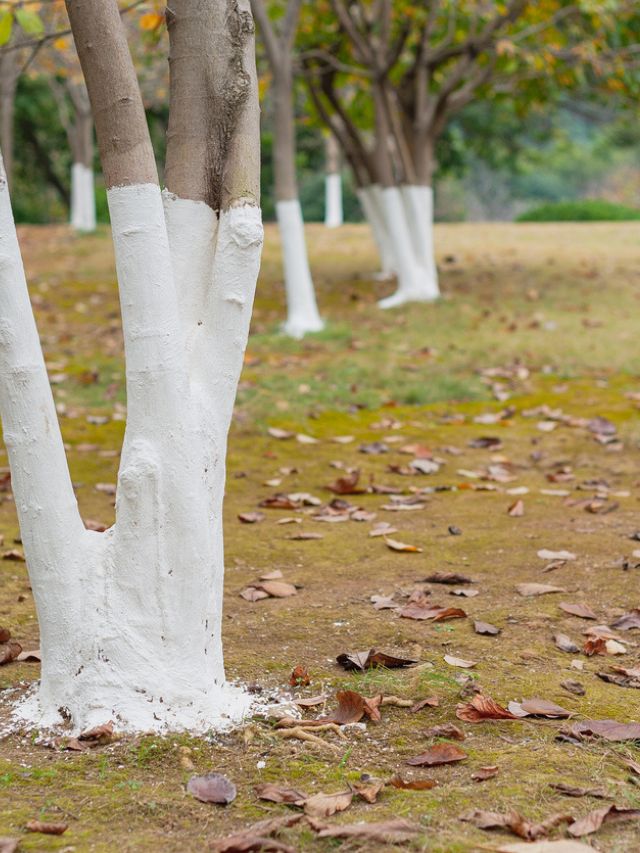 Why Are Trees Painted White? Bob Vila