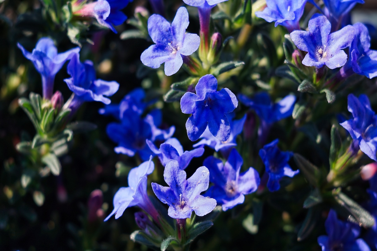 The purple blooms of a Grace Ward Lithodora plant grow abundantly.