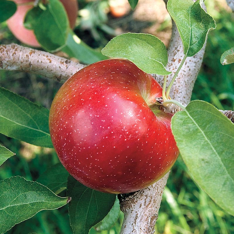 Gurneys Disease Resistant Apples LIberty Apple on Tree