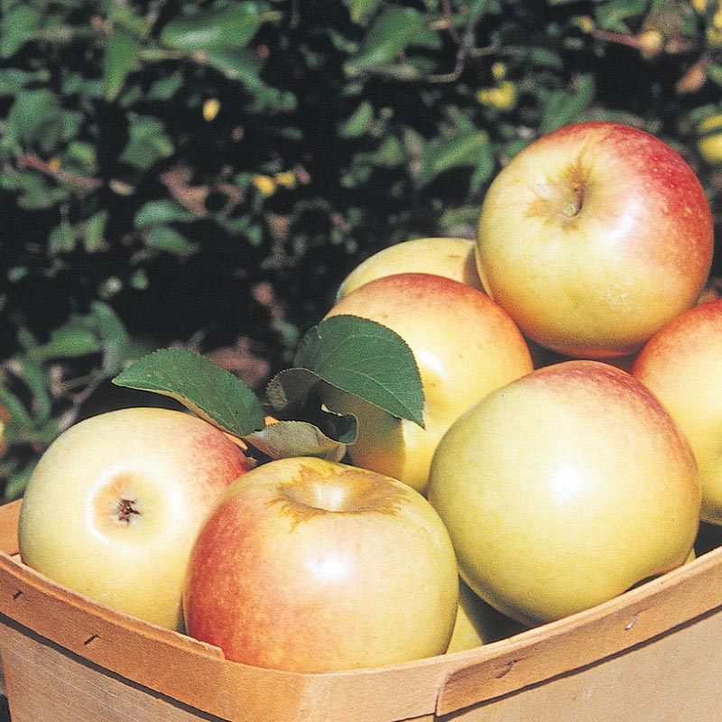 Gurneys Disease Resistant Apples Sundance Apples