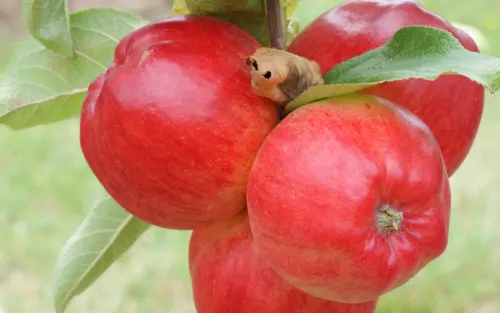 Orange Pippin Trees Disease Reistant Apples Redfree Apples