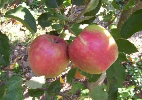 Planting Justice Disease Resistant Apples Jonafree apples.webp