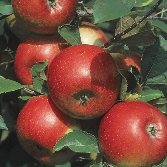 Roots of Fruit Disease Resistant Apples Freedom Apples on Tree