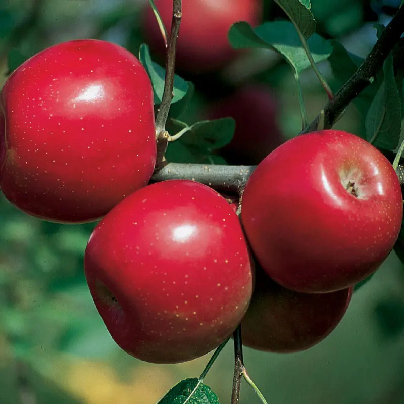 Stark Bros Disease Resistant Apples Enterprise Apple on Tree