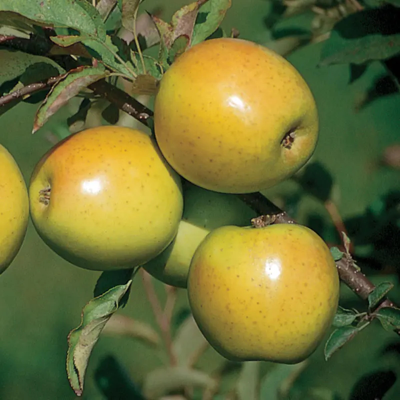 Stark Bros Disease Resistant Apples Gold Rush Apple on Tree