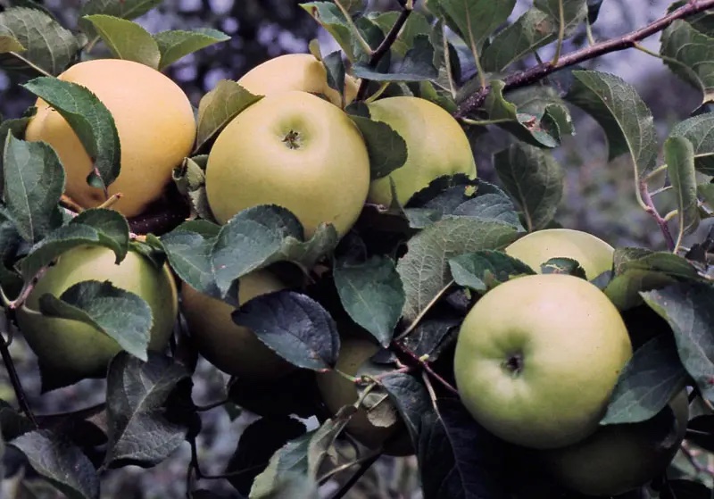 Stark Brothers Nursery Disease Resistent Apples Pristine Apple on Tree