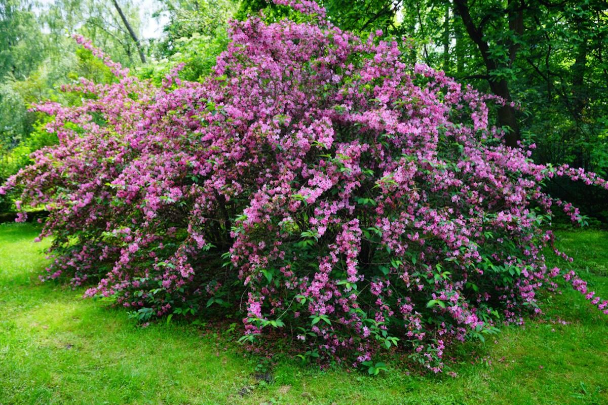 A large, bright pink Weigela bush grows in a backyard.