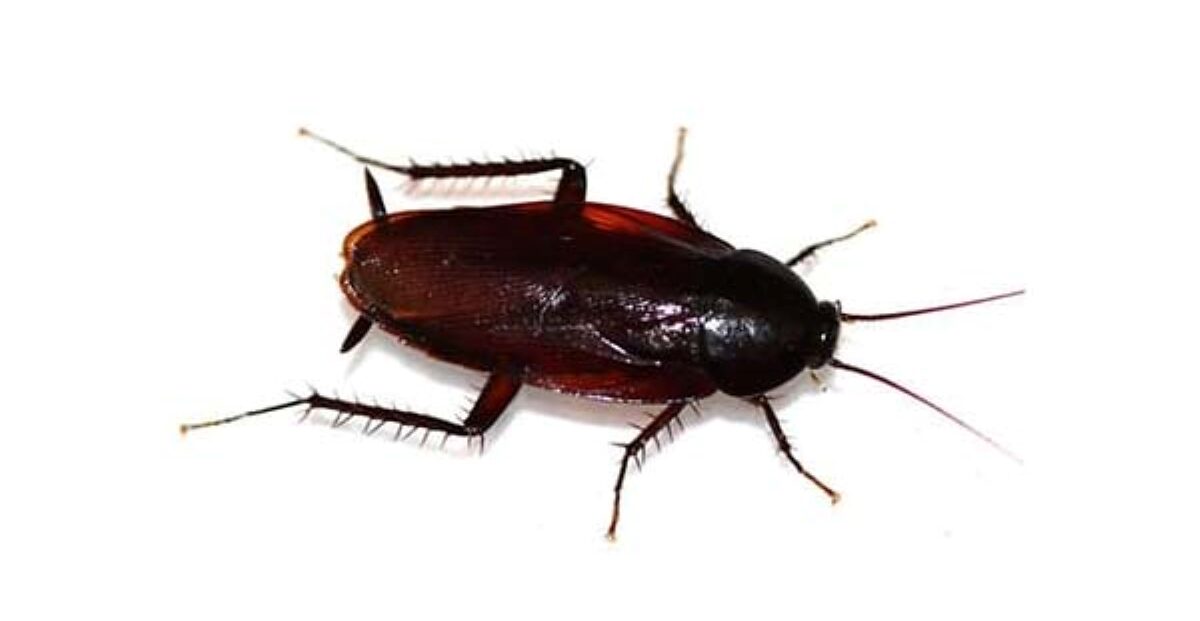 palmetto bug vs. cockroach - smoky brown cockroach